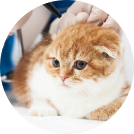 シニア期のケア